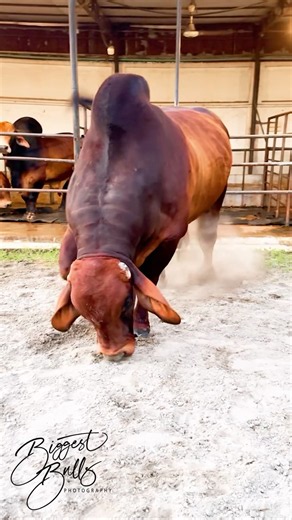 Brahman bull roars like a lion and paws the ground. Have you ever seen a bull roaring like this?