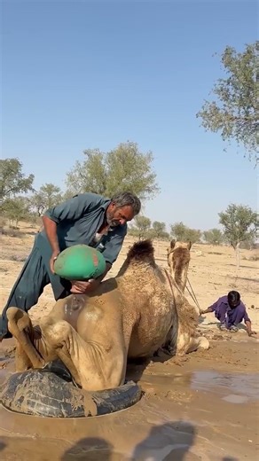 Traditional camel bathing you've never seen before #desert #shorts