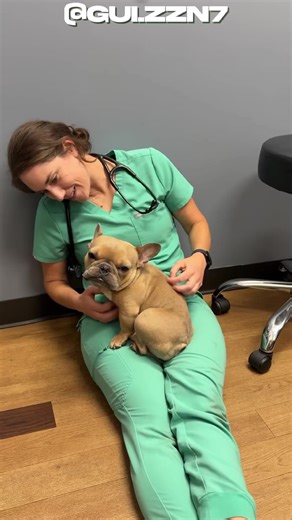 O cachorro pibble. #cachorro #pibble #curiosidades