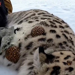 135K views · 2.7K reactions |  Snow Leopard Cub Seeks Help for His Injured Mother #animals #ai #wildlife #shorts #emotional #whale #killerwhale #sve #rescue #sealife #trending #viral #viralreels #virals #image #facts #knowledge | Improve Your Knoledge | Facebook