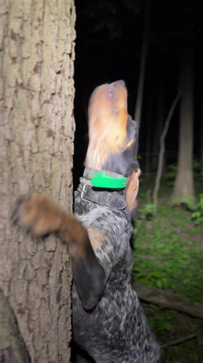 Understanding the Passion of Nighttime Hound Hunting