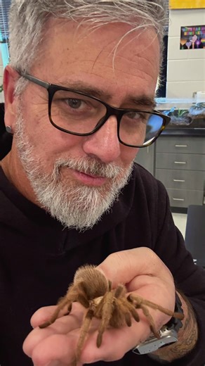 Tarantulas often get labeled as aggressive, but the truth is, they really aren’t. Like many animals, some species (and individuals) are simply more defensive than others. Their reactions usually come from feeling threatened, not from a desire to harm. Most of us grow up with fears already planted in our minds—especially when it comes to creatures we don’t understand. But something amazing happens when we take time to learn. Fear starts to fade, curiosity grows, and respect takes its place. The m