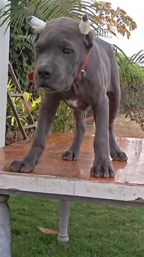 costumer update blue male puppy #canecorso #viral #dogbreed