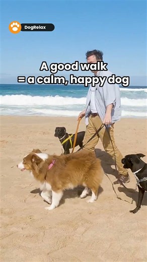 Walk time! 🐾 The best part of your dog's day #dogs #shorts