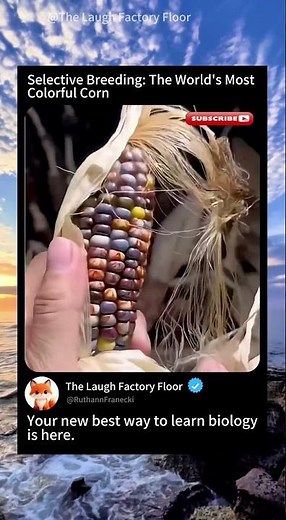 🌈 How Selective Breeding created 🧑‍🌾 the World's most Colorful Corn 🌽 | MDCT