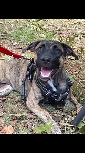 The SCDR Liquor Litter is celebrating National Mutt Day! Adopt your new best friend! #NationalMuttDay #scdr #adoptamutt #adopt #adoptme #adoption #adoptadog #adoptdontshop #adoptionsaveslives ! | South Charlotte Dog Rescue