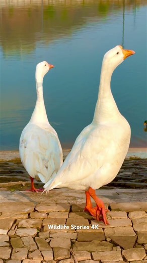 Ducks Quacking Sounds 🦆 | Funny & Relaxing Duck Video | Nature Bird Sounds