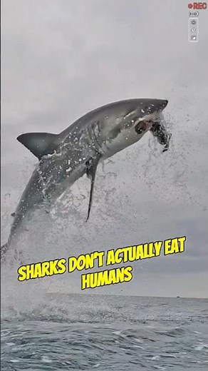 Sharks don’t actually eat humans, so why do we always hear about them attacking people?