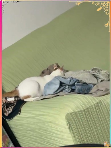 😺今日もそばにいてくれて、ありがとう。 오늘도 곁에 있어줘서 고마워. cat 貓 قطة חָתוּל 🐈 #cat #shorts #cute #kitten #catmemes