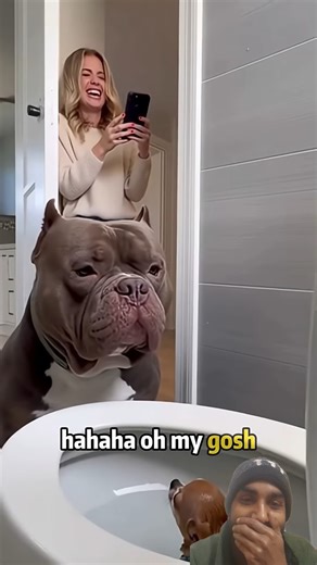 Chihuahua Funny Shorts | Dog video #dogshorts #dogprankvideo #maskprank #animals #funny #shortsfeed