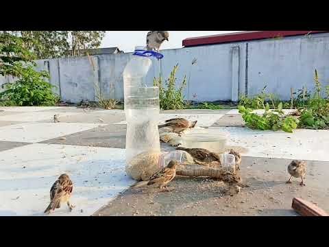 Sparrow Calling Sounds Collection#savebirds #savesparrow #saveworld #sparrowsounds #sparrowcalling