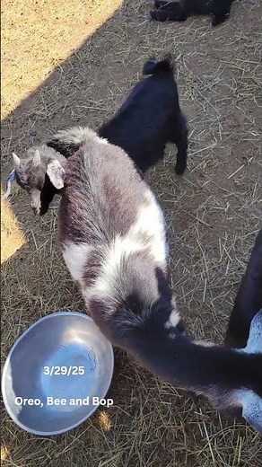 Baby Sneaky Pete Is Already Making His Little Billy Goat Sounds