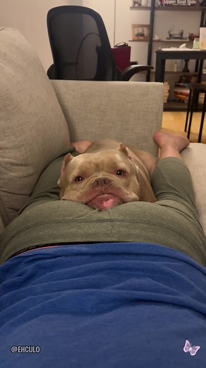 Hilarious Pet Fart Prank Reactions | Animal Antics Compilation