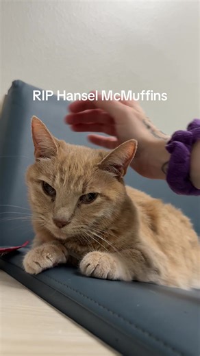 Coping with Pet Loss: A Journey Through Grief
