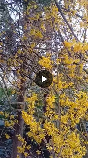 I have two lovely forsythia bushes. They bloom yellow and brighten grey days. The name forsythia comes from the Scottish botanist William Forsyth, after whom the plant genus Forsythia was named… | Nicky Mee