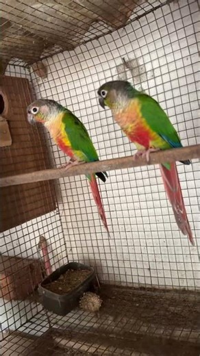 Yellow Sided Conure