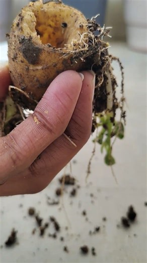 SR Vibes | How to culture microworms without starter . . . . #plants #fishes #like #follow #trendingreels | Instagram