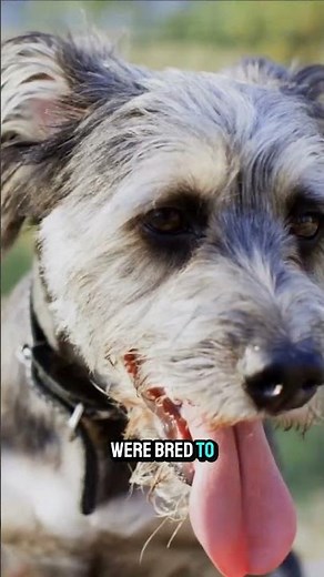 The Schnauzer A Mustache with a Purpose! #schnauzerlove #dogswithmustaches