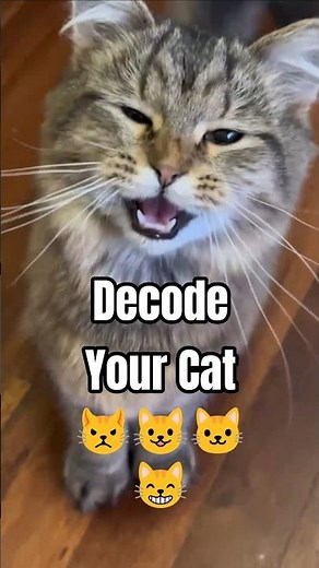What Your Cat Is Trying to Tell You (Screams Decoded) #cat #pets #tweening