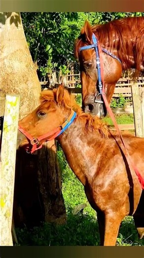 🐎 Жеребец и кобыла в период размножения#Жеребец #Кобыла #РазмножениеЛошадей #Лошади