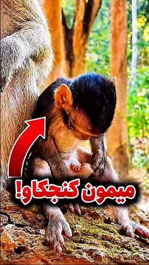 3 Animals That Stunned Scientists!