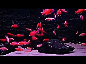 Красный дракон (Aulonocara Dragon Blood)