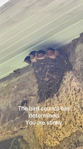 Judgmental Baby Barn Swallows: Nature's Vivid Expressions