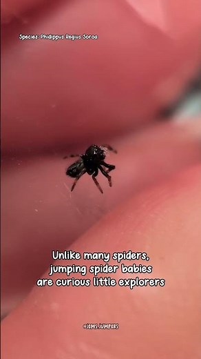 🥹Have you ever seen a baby jumping spider before? #jumpingspider #cute #spider #fyp #trending