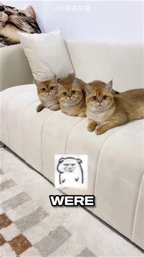 This owner made an ARMY from shed cat fur! 🐈😱 #catshorts #diycrafts #funnycats #petgrooming #shorts