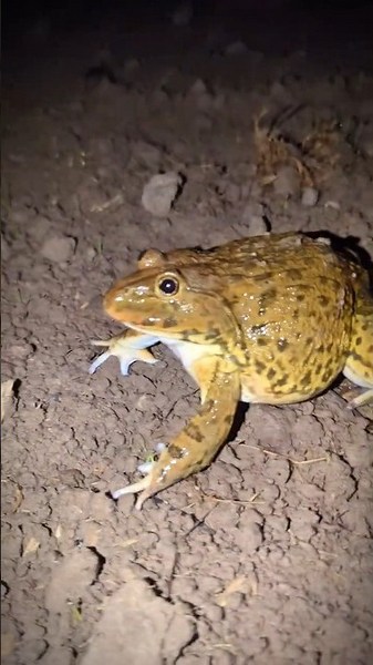 Laughter of frogs jump video funny | catch boing boing funny frog | challenge prank funny frog