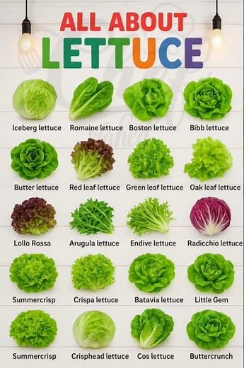 All About Lettuce — The Cool, Crunchy Super Green #healthyeating #superfoods #detox
