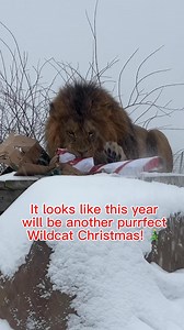 Meowy Christmas from Kim and Carl! 🐾🎄 It looks like Santa came early to drop off gifts for our cats! #christmas2025 #presentsunderthetree #lions #snowfall #WildcatSanctuary #thankyouforyoursupport #wildcats | Wildcat Sanctuary