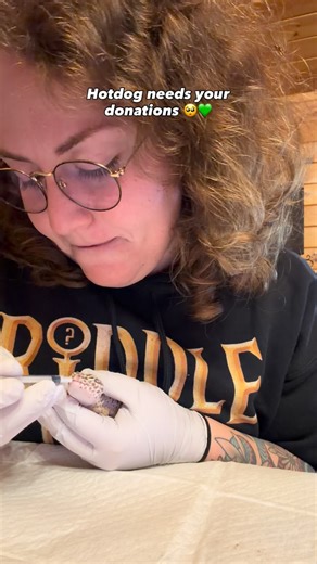 Meet Hotdog 🦎❤️ — our brave 6-year-old leopard gecko fighting a severe vitamin A deficiency. When Hotdog arrived at our rescue, he was in rough shape. Vitamin A deficiency is an extremely painful and dangerous condition for geckos, and Hotdog is showing several serious symptoms, including: 🟠 Impacted hemipenes 🟠 Pus-filled eyes / ocular swelling 🟠 Difficulty shedding 🟠 Inflamed, sensitive skin 🟠 General weakness and discomfort We are fighting every single day to give Hotdog the medical car