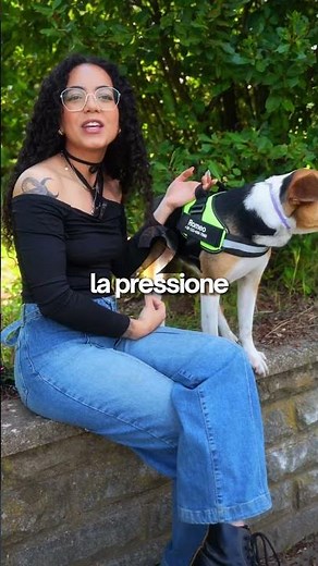 ❌ Collare o Pettorina? ✅ Qual è Meglio per il Tuo Cane?