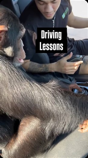 Nathan Burke on Instagram: "Teaching Chimpy how to drive stick shift 🦍📍Full video on YouTube 🤞 • • • #cars #stickshift #manual #drive #driver #drivinginstructor #manualtransmission #chimp #chimpanzee #car #turbo #grc #toyota #carcommunity"