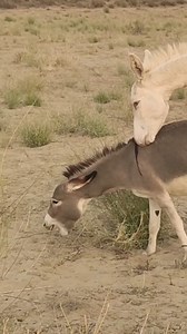 Voice Angry donkeys wonderful video village #donkey #shorts #entertainment #Dese #lifestyle #fun #reels #animal #funnyanimals #donkeys #jungle #youtubeshorts #donkeyhodie #shortsfeed #viralreels #donkey #animals #facebookviral #pets #shortsvideos #animallover #loveanimals #camels #village #villagelife #vlogs #nature #wildlife #crazy #petlover #amazingvideo #unitedkingdom #animalsofinstagram #PetDentalHealthMonth | Animals lifedesert