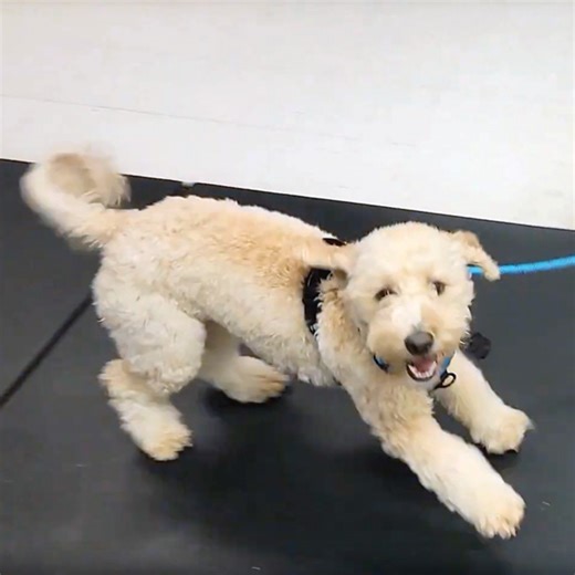 Myasthenia Gravis: What Is It? - Veterinary Medicine at Illinois