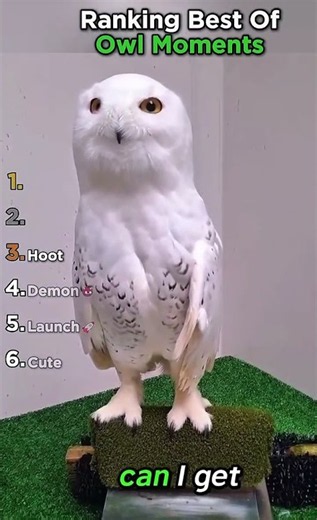 Ranking Best Owl Moments 🦉😂 #FunnyOwls #CuteOwls #OwlVideos #OwlMoments #BabyOwls #fyp #Viral