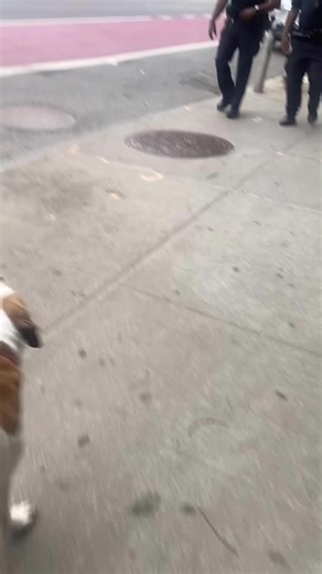 My Dog's Funny Friendship with Strangers