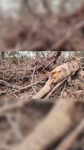 Hurricane Tree Uprooting Challenge & Leveling Land!