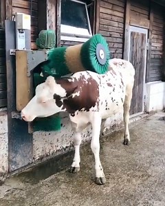 3.6K views · 45 reactions | Cow enjoying a scratching post. #animalvideos #cow Most beautiful relaxing music for yoga YouTube channel: https://www.youtube.com/watch?v=5YdzTqiNs-w Subscribe to Yourrelax & enjoy! | Animals Videos | Facebook