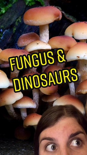 Exploring Fungus and Dinosaurs with Radiolab Podcast