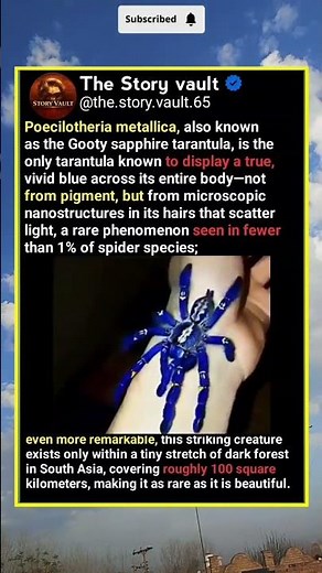 The Rarest Blue Spider on Earth 💙 | Gooty Sapphire Tarantula Mystery#Spider #Tarantula