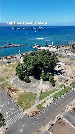 Lahaina Maui Update. The Banyan Tree looks Stronger every time I see it❤️#lahaina #lahainafire #maui