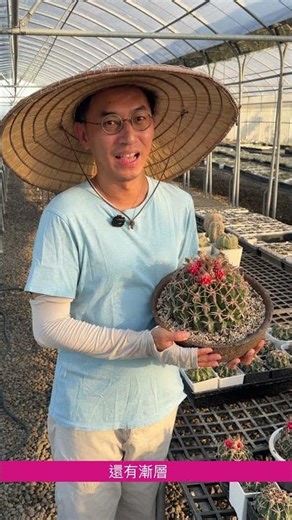 凌波仙人掌，刺美、花美、果實也美呢！ #仙人掌 #多肉植物 #cactus