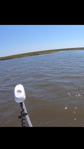 Dolphin Chasing My Speckled Trout!!! | Dwayne Leleaux