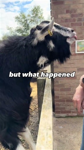 this goat reaction was unexpected #funny #animalshorts