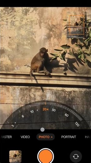 Oppo FindX9 Pro Camera Test 🐒