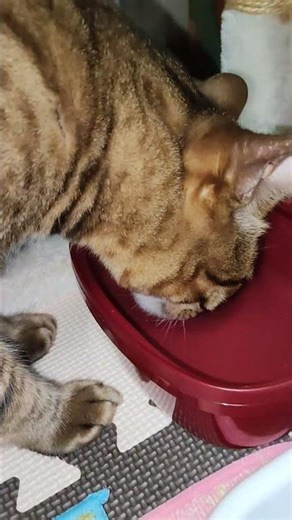 Midnight Diner After