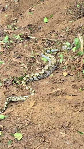 SNAKE EATS A MONKEY #heavyequipment #automobile #excavator #python #snake #forest #viralvideo